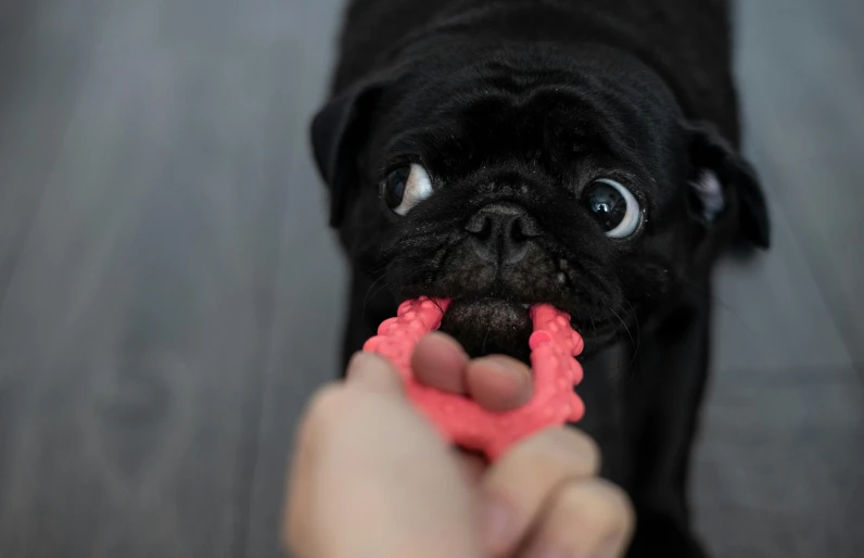 a small black dog chewing on a pink toy, pexels contest winner, extra fleshy hands, 3 d print, square, teeth