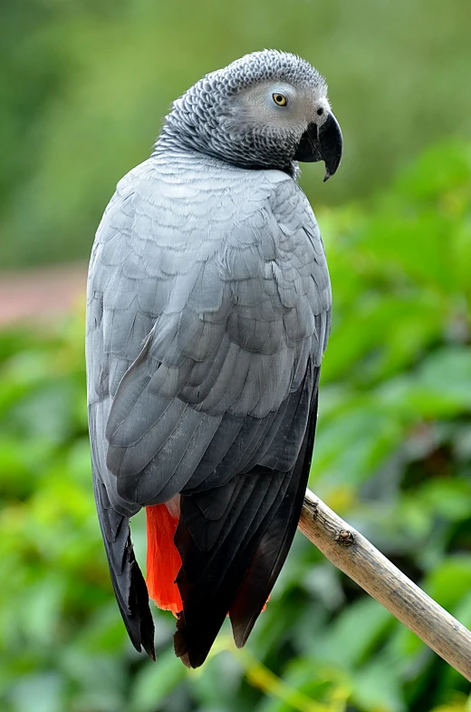 a parrot sitting on top of a tree branch, photographed from behind, grey skinned, rounded beak, dark grey and orange colours