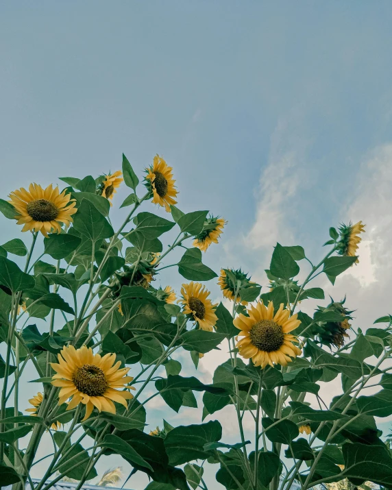 a field of sunflowers with a blue sky in the background, a picture, pexels contest winner, trending on vsco, on a gray background, 🌸 🌼 💮, yellow and green scheme