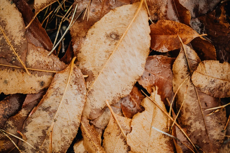 a close up of a bunch of leaves on the ground, trending on pexels, brown, thumbnail, outdoor photo, photorealistic image