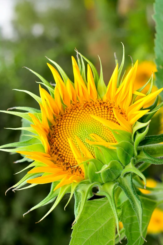 a close up of a sunflower with green leaves, flowers growing out of its head, full of golden layers, uplit