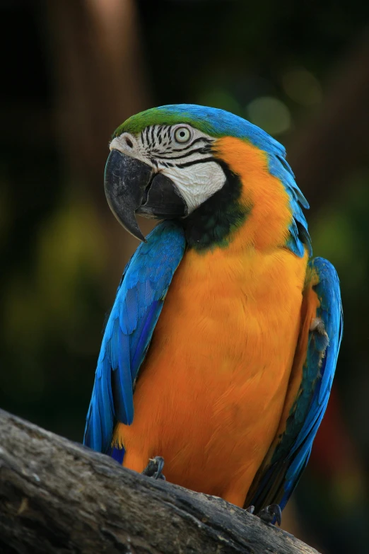 a colorful parrot sitting on top of a tree branch, a portrait, pexels contest winner, orange and blue, tropical, color photograph, blue and gold