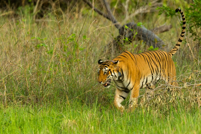 a tiger walking across a lush green field, sharandula, fan favorite, lush surroundings, tourist photo