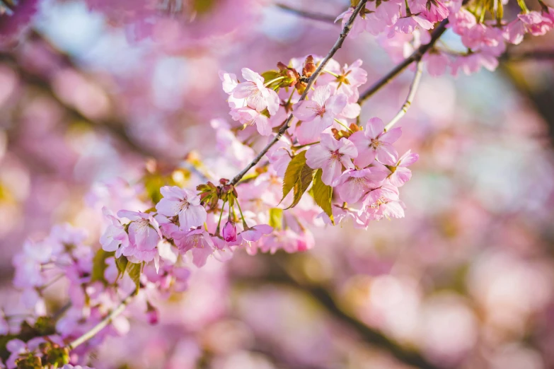 a close up of pink flowers on a tree, by Niko Henrichon, trending on pexels, sakura kinomoto, thumbnail, rinko kawauchi, brown