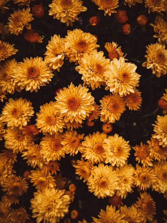 a close up of a bunch of yellow flowers, an album cover, inspired by Elsa Bleda, trending on unsplash, autum, dark flower pattern wallpaper, chrysanthemum eos-1d, colors orange