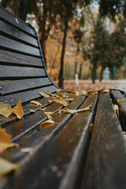 a park bench that has fallen leaves on it, unsplash contest winner, black vertical slatted timber, microchip leaves, programming, square