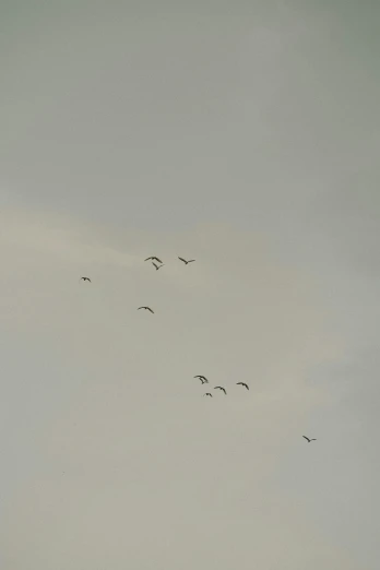 a flock of birds flying in the sky, by Egbert van der Poel, hurufiyya, low quality photo, goose!!!!!, 2 5 6 x 2 5 6, grey sky