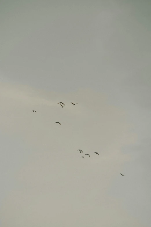 a flock of birds flying in the sky, by Egbert van der Poel, hurufiyya, low quality photo, goose!!!!!, 2 5 6 x 2 5 6, grey sky