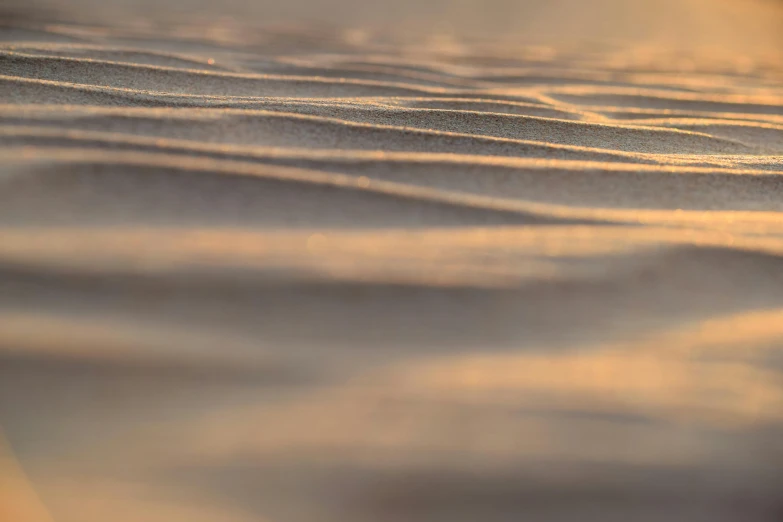 a bird sitting on top of a sandy beach, unsplash, tonalism, honey ripples, golden hour intricate, smooth surface render, golden hour 8k