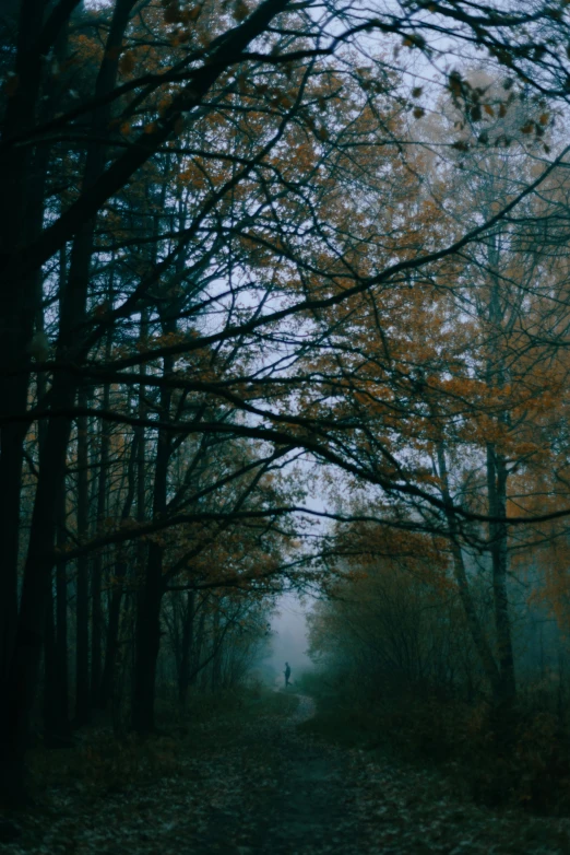 a forest filled with lots of trees covered in leaves, a picture, unsplash contest winner, tonalism, lonely human walking, vhs colour photography, ominous foggy environment, 8 k film still