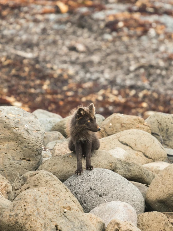 a brown bear standing on top of a pile of rocks, miniature fox, iceland photography, standing near the beach, hatched pointed ears