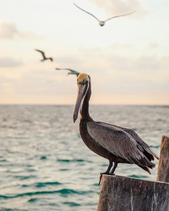 a bird sitting on top of a wooden post next to the ocean, on the ocean