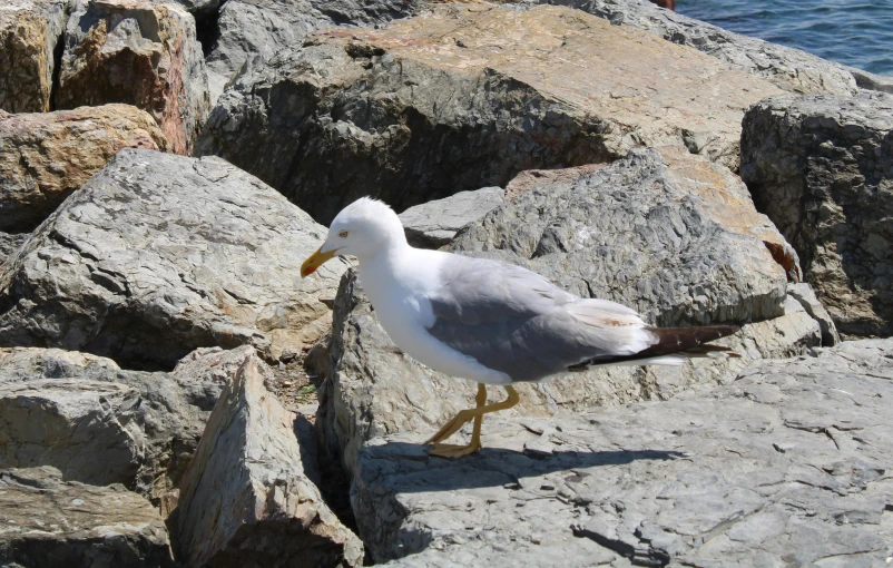 a bird that is standing on some rocks, on a sunny day, posing for the camera