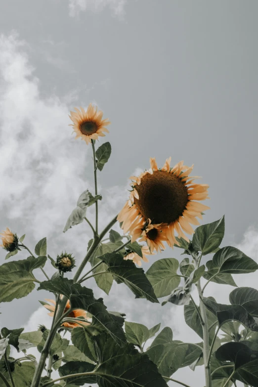 a field of sunflowers with a blue sky in the background, an album cover, trending on unsplash, romanticism, on a gray background, brown, a delicate, low quality photo