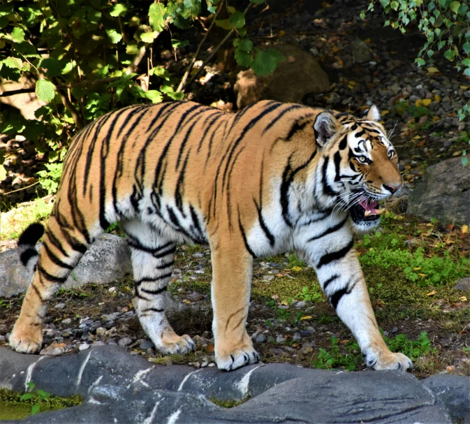 a large tiger walking across a lush green field, pexels contest winner, ready to eat, striped, highly polished, am a naranbaatar ganbold