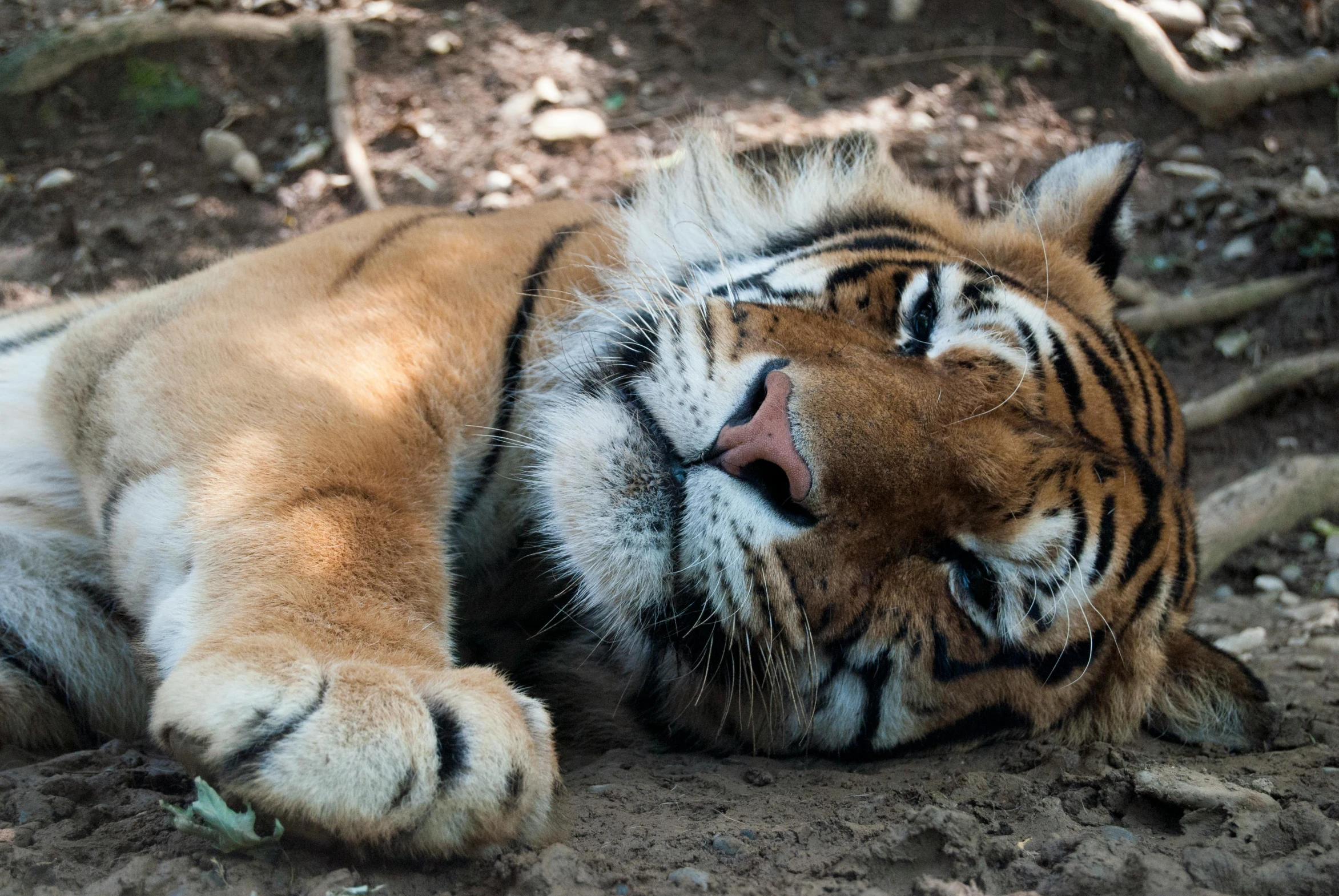 a tiger that is laying down in the dirt, pexels contest winner, paws on head, sleepers, doing a sassy pose, 2 0 0 0's photo