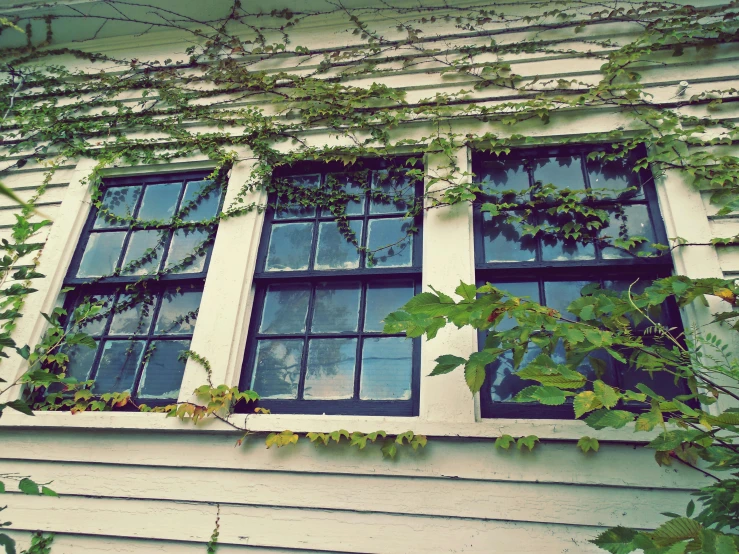 a close up of a window on a house, an album cover, unsplash, arts and crafts movement, hanging vines, floor - to - ceiling windows, creepers, in front of a two story house