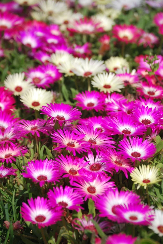 a field full of pink and white flowers, vibrant inkbursts, vibrant foliage, fairy circles, sea of parfait