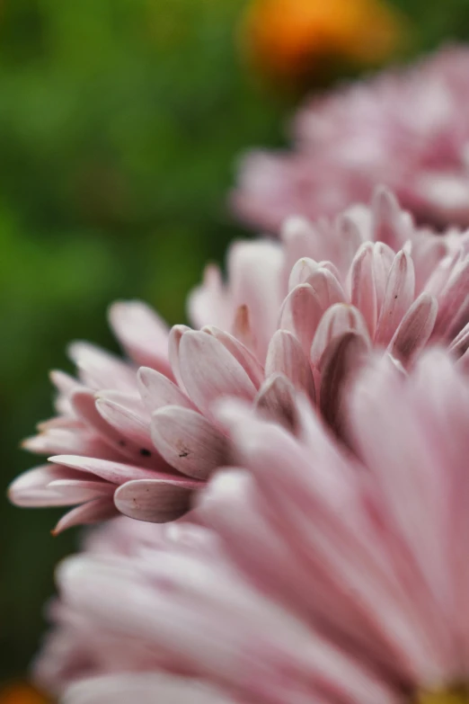 a close up of a bunch of pink flowers, a macro photograph, by Mandy Jurgens, unsplash, photorealism, chrysanthemum eos-1d, finely detailed illustration, superb detail 8 k, soft natural lighting