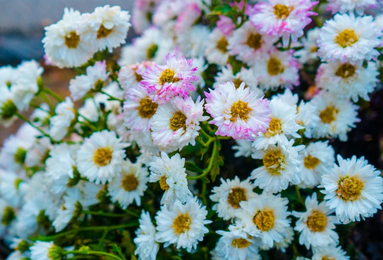 a close up of a bunch of white and pink flowers, by Gwen Barnard, pexels, lots of little daisies, chrysanthemum eos-1d, multi - coloured, angled