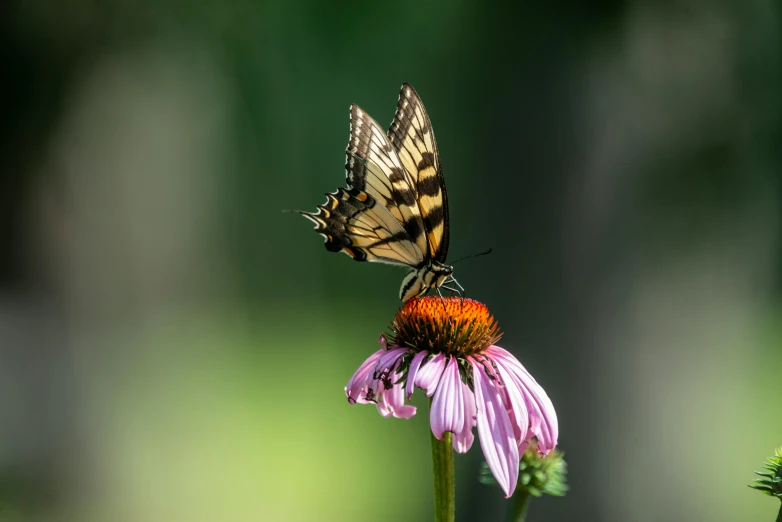 a butterfly sitting on top of a purple flower, by Carey Morris, pexels contest winner, renaissance, cottagecore flower garden, rectangle, 15081959 21121991 01012000 4k, profile shot