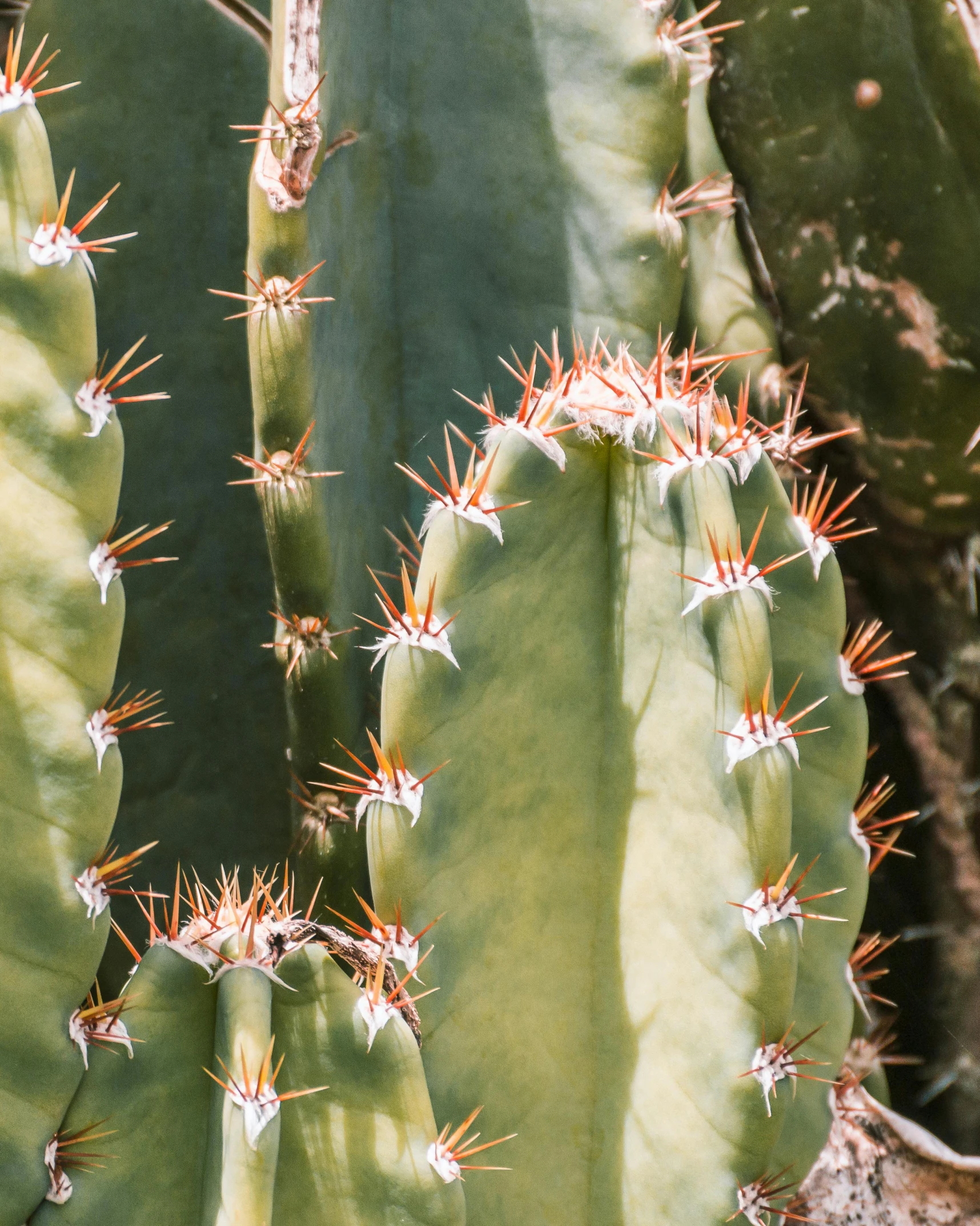 a bird sitting on top of a cactus plant, zoomed out to show entire image, sleek spines, eucalyptus, up close image