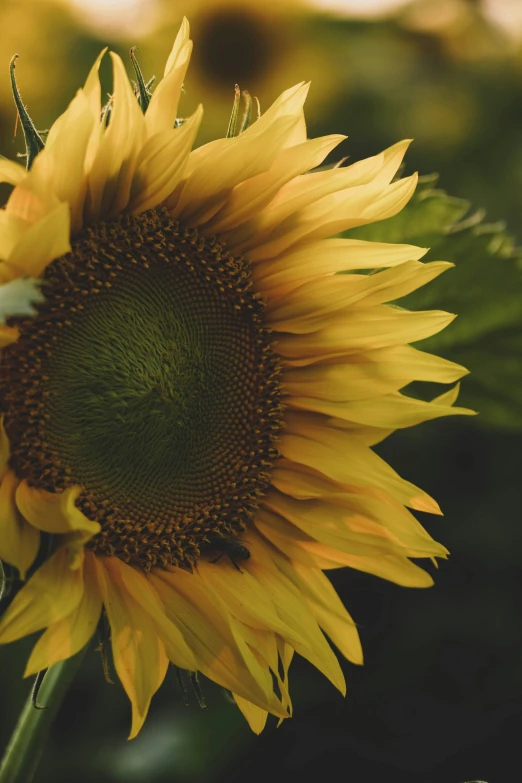 a close up of a sunflower in a field, on a dark background, shades of gold display naturally, uncrop