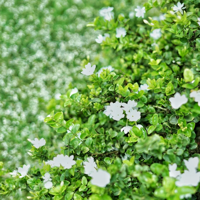 a bush with white flowers and green leaves, a digital rendering, by Carey Morris, trending on pixabay, assam tea garden background, fine detail post processing, ground - level medium shot, smooth tiny details