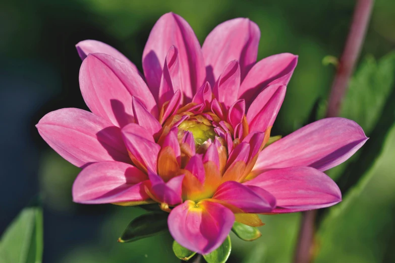 a close up of a pink flower with green leaves, dahlias, 'groovy', deep colour, chromostereopsis