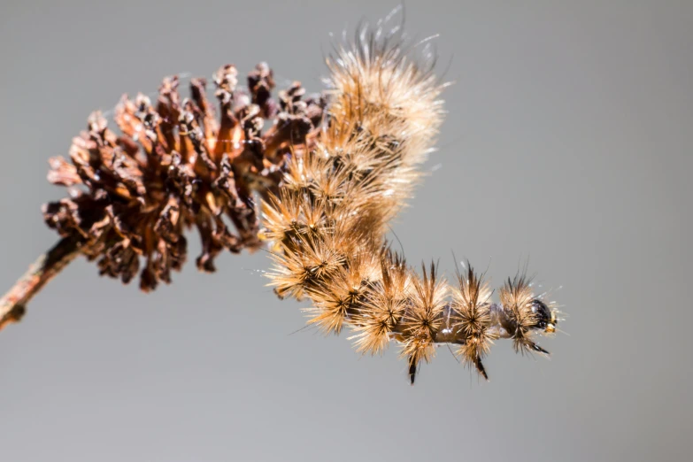 a close up of a plant with no leaves, a macro photograph, by David Simpson, unsplash, hurufiyya, larvae, dried flower, flight, extremely detailed fur