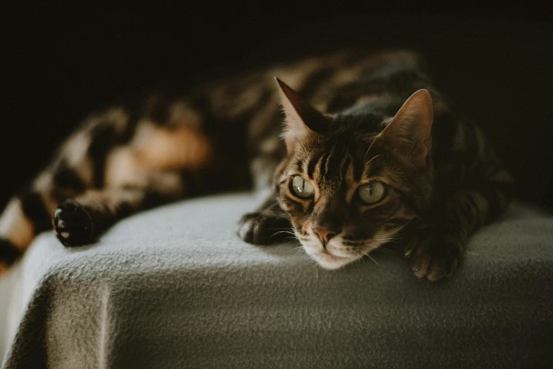 a close up of a cat laying on a bed, a picture, trending on pexels, regal pose, dimly lit, on a velvet tablecloth, desktop wallpaper