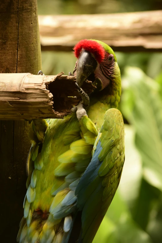 a parrot sitting on top of a wooden pole, full of greenish liquid, in the zoo exhibit, green and red, holding it out to the camera