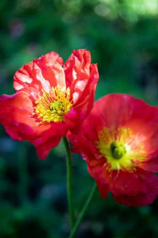 a couple of red flowers sitting on top of a lush green field, anemones, vibrant bright colours, softly - lit, grey