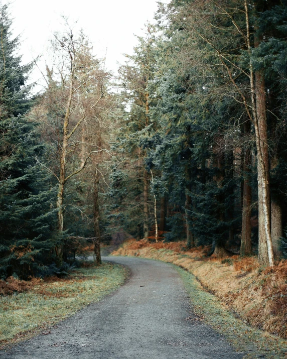 a paved road in the middle of a forest, by Annabel Eyres, winter photograph, laura watson, ((trees))