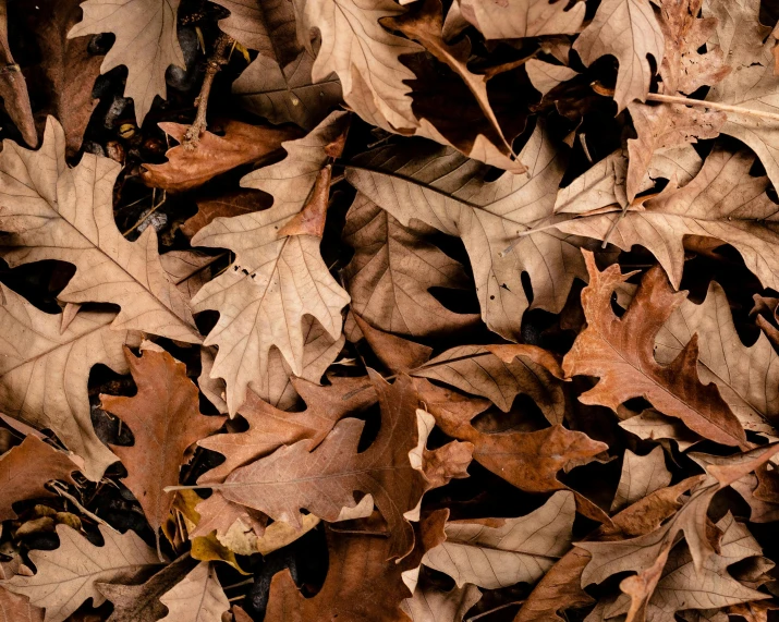 a bunch of leaves that are laying on the ground, trending on pexels, brown background, thumbnail, oak leaves, enhanced quality