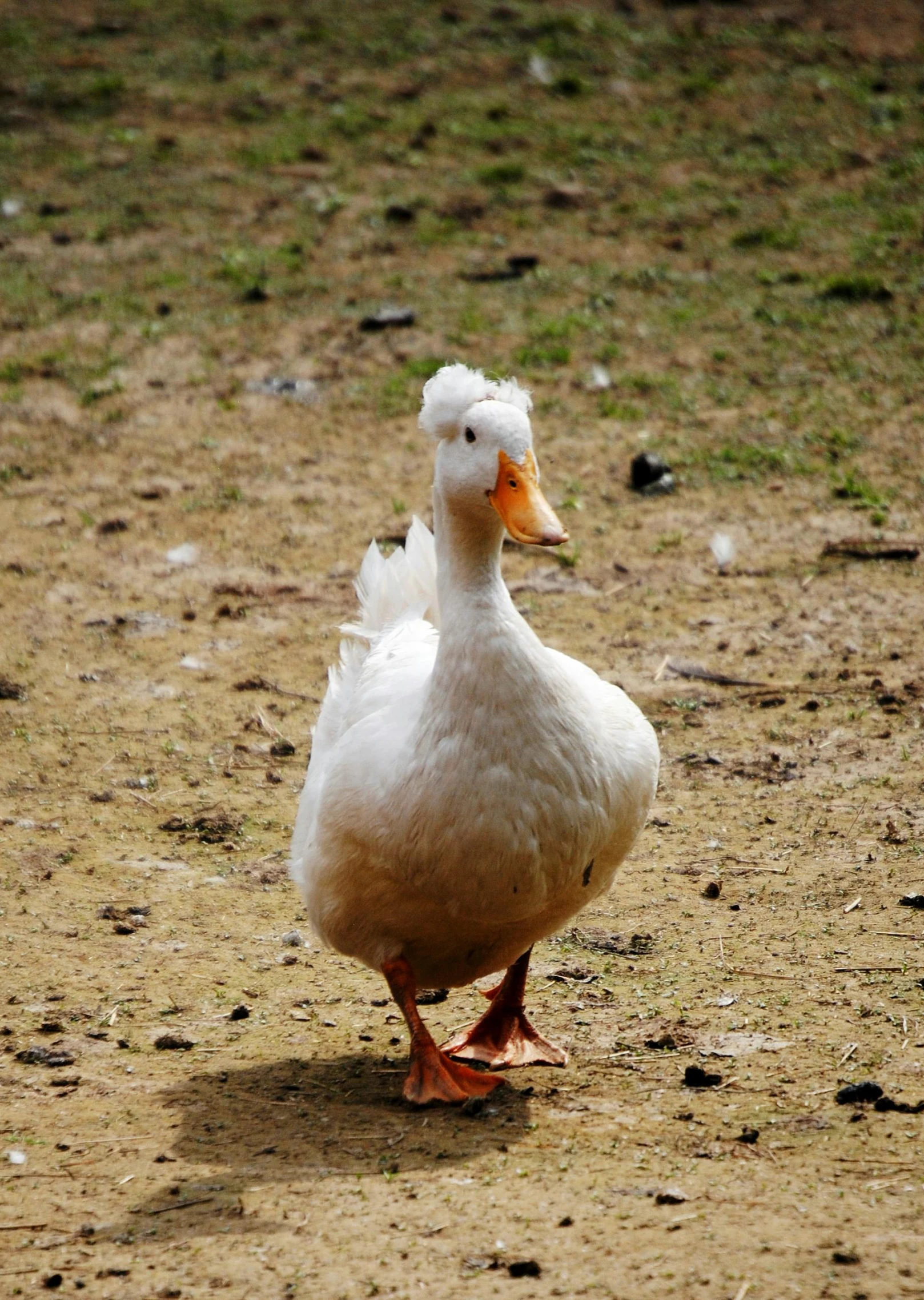 a white duck standing on top of a dirt field, facing the camera