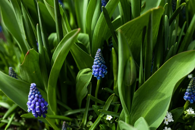 a bunch of flowers that are in the grass, grape hyacinth, dark blue and green tones, exterior shot, ivy's