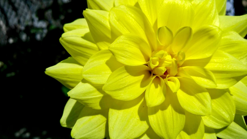 a close up of a bright yellow flower, giant dahlia flower crown head, award winning, bright colour, pale green backlit glow