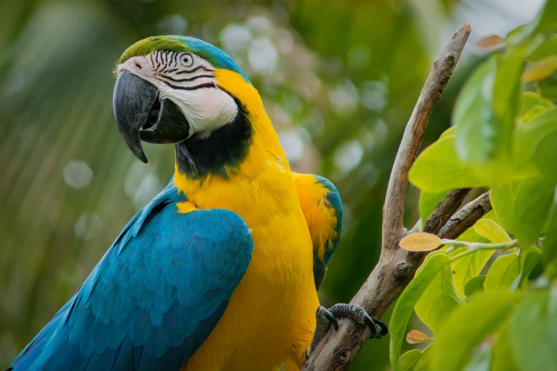 a blue and yellow parrot sitting on top of a tree branch, pexels contest winner, 🦩🪐🐞👩🏻🦳, bahamas, avatar image, colourful jungle