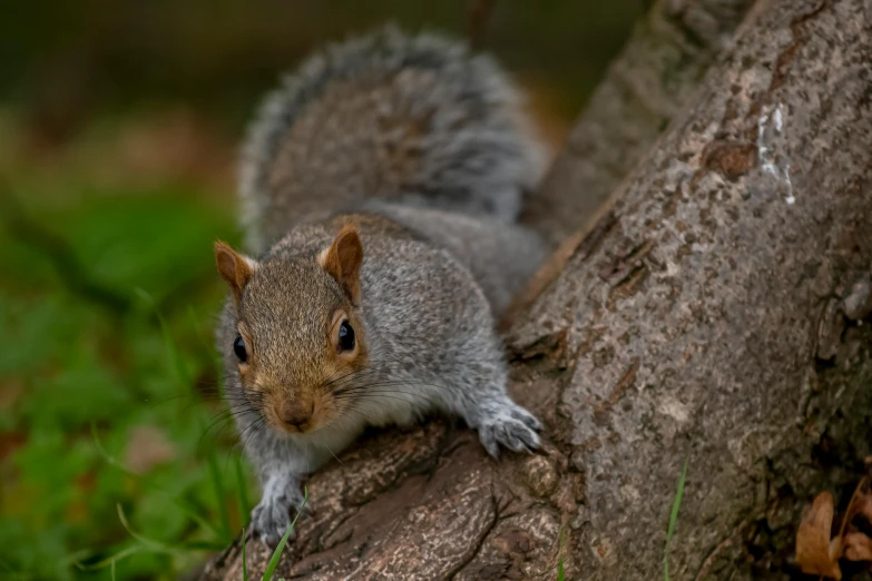 a squirrel sitting on top of a tree branch, a portrait, pexels contest winner, renaissance, grey, crawling towards the camera, a small, ::