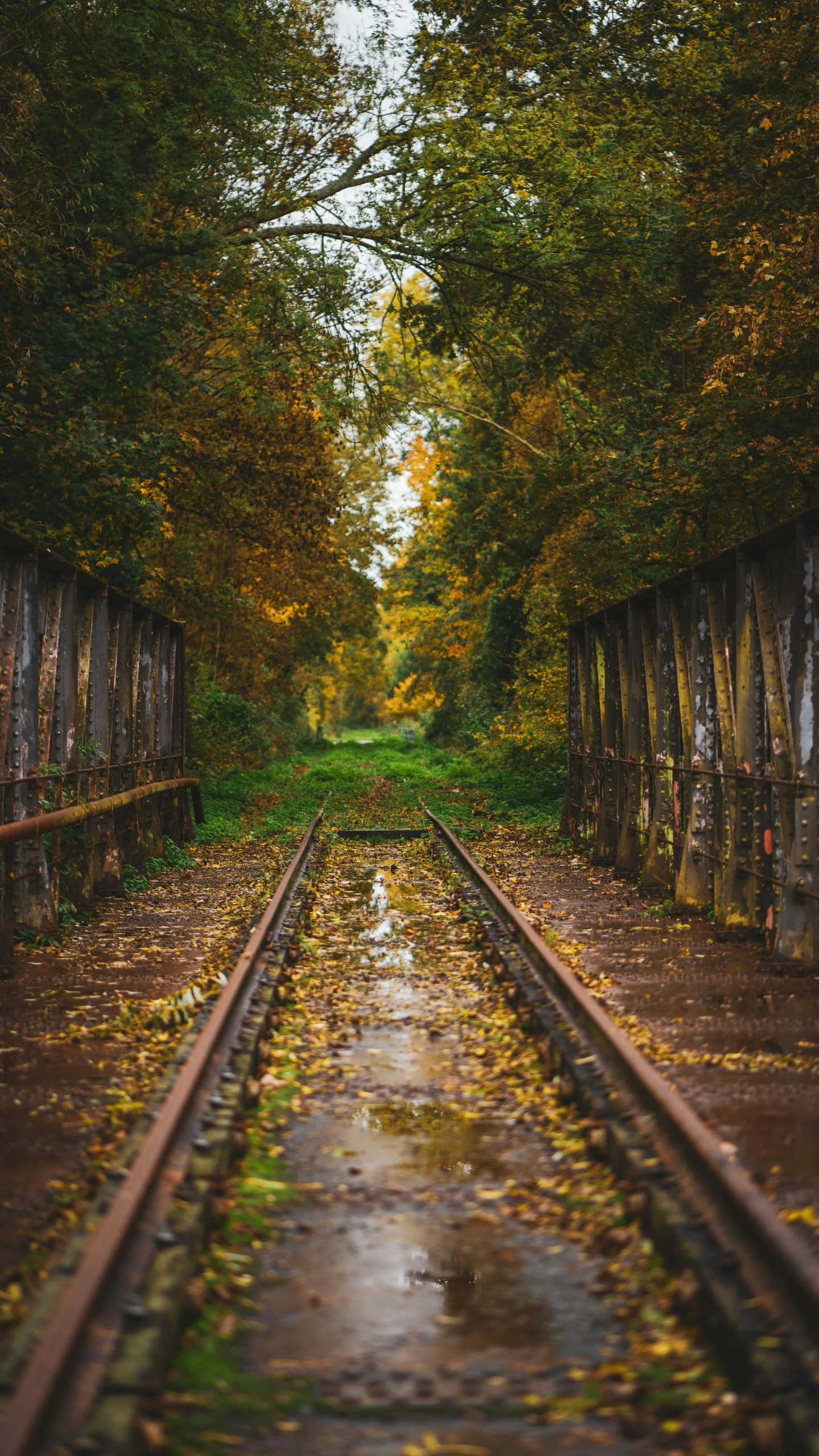 a train track in the middle of a forest, an album cover, by irakli nadar, unsplash contest winner, renaissance, autum, canal, detailed 4 k photo, 🍂 cute