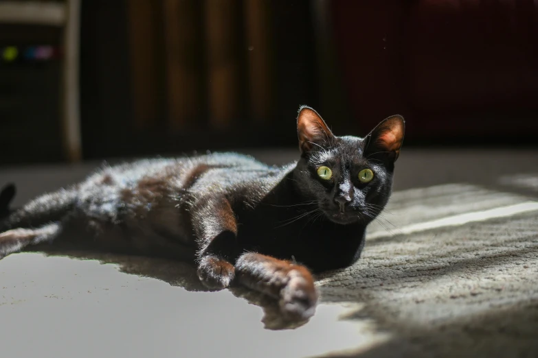 a black cat laying on the floor in the sun, by Julia Pishtar, pexels contest winner, nubian, regal pose, dappled, bastet