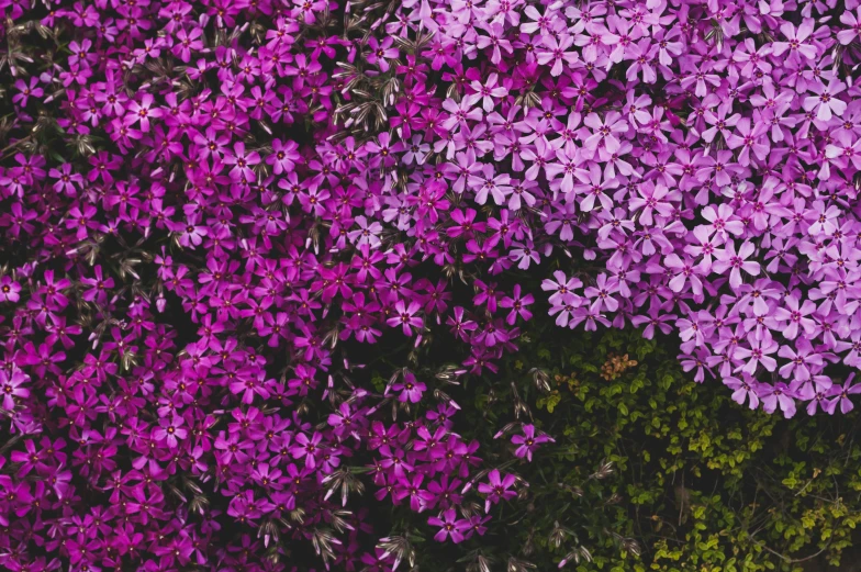 a bunch of purple flowers sitting on top of a lush green field, trending on unsplash, birdseye view, lobelia, digitally enhanced, instagram post