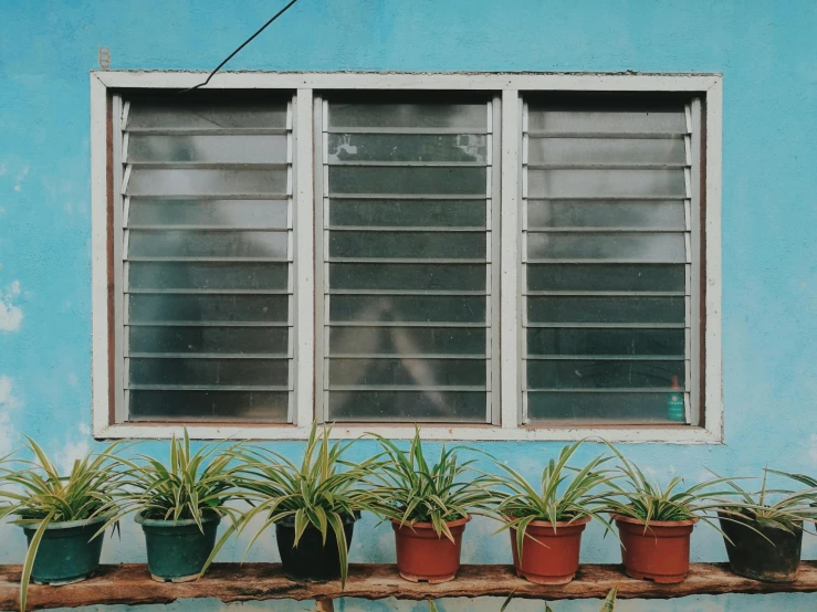 a row of potted plants in front of a window, an album cover, pexels contest winner, postminimalism, cyan shutters on windows, assamese aesthetic, transparent corrugated glass, bromeliads