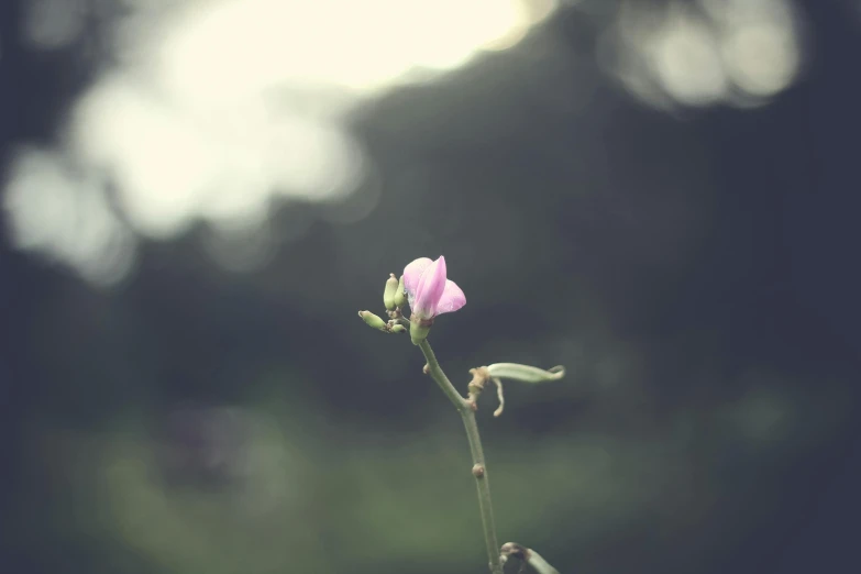 a close up of a flower with a blurry background, unsplash, romanticism, slight overcast weather, instagram photo, standing alone, bokeh”