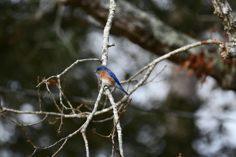 a blue bird sitting on top of a tree branch, by Neil Blevins, unsplash, fan favorite, ap news photo, miranda meeks, bayou