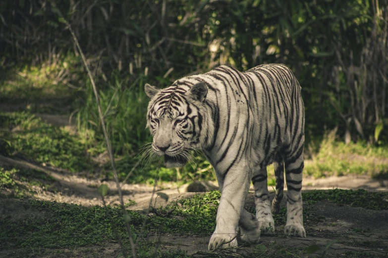 a white tiger walking across a lush green field, pexels contest winner, sumatraism, vintage photo, with a white, 🦩🪐🐞👩🏻🦳, malaysian