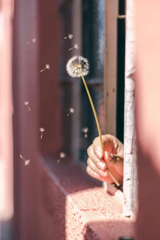 a person holding a dandelion in front of a window, by Lucia Peka, pexels contest winner, pastel flower petals flying, wand, blushing, instagram post