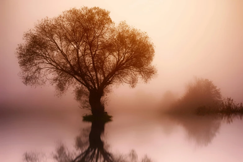 a tree that is standing in the water, pexels contest winner, tonalism, light orange mist, brown, ((mist)), maroon mist