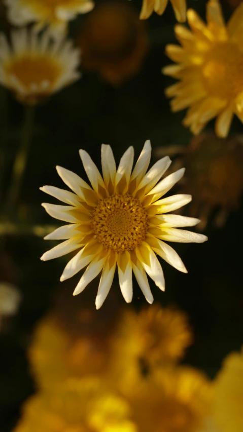 a close up of a bunch of yellow flowers, a macro photograph, by Jan Tengnagel, unsplash, albino dwarf, rim lit, paul barson, garis edelweiss